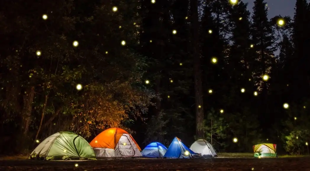 Fireflies Special Treks