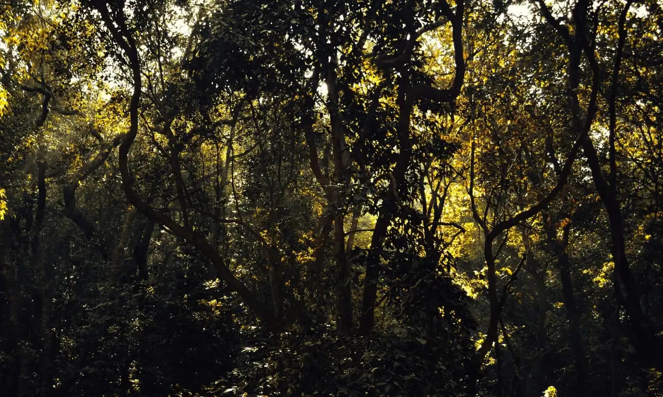 Image 0
