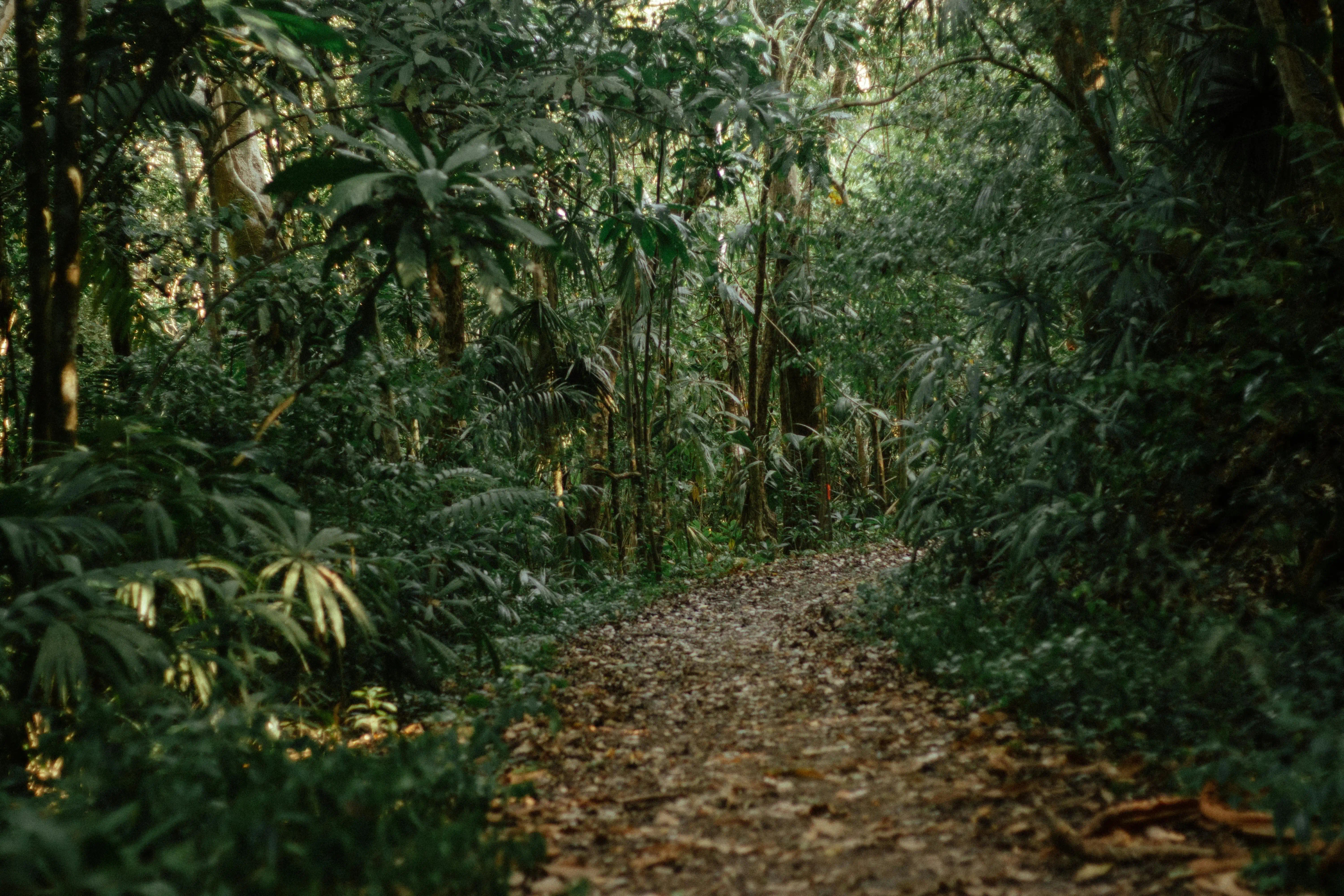 Jungle Treks Pune